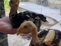 Chickens — Foto 6