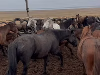 Yegua, Caballos — foto 1