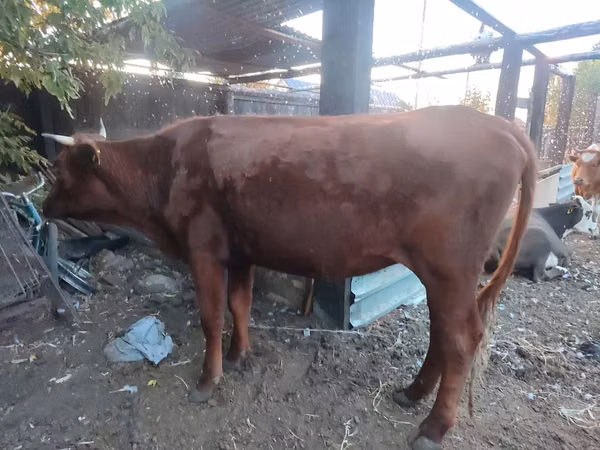 母牛, Cattle — 哈萨克斯坦