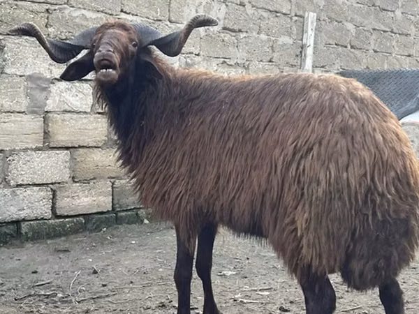 Ram, Red Karaman sheep
