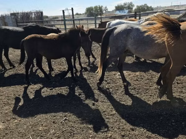 Hengst, Pferde — Kasachstan
