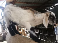 Ziege, Nubian Goat — Foto 6