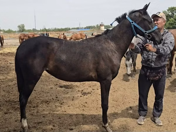 Stute, Akhal-Teke — Kasachstan