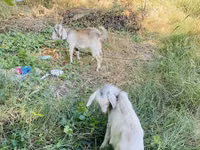 Goat, Goats — photo 6