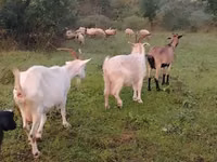 Cabra, Cabras — foto 2