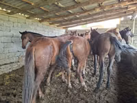 Horse (M), Horses — photo 3