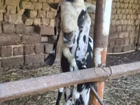Ziege, Beetal goats — Foto 3