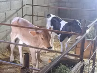 Kuh, Holstein-Rasse — Foto 3
