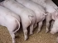 Säue, Schweine — Foto 3