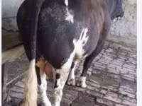 Bulle, Holstein-Rasse — Foto 1