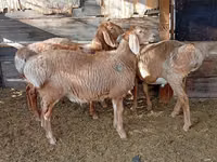 Widder, Rhon sheep — Foto 3