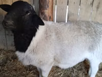 كبش, Dorper sheep — الصورة 3