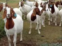 ماعز (دفعة، الجنس غير محدد), Boer goat — الصورة 5