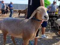 Carnero, Arashan sheep — foto 1
