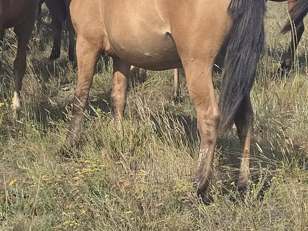 Stute, Mugalzhar horse