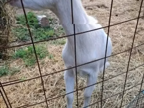 Ziege, Saanen goat