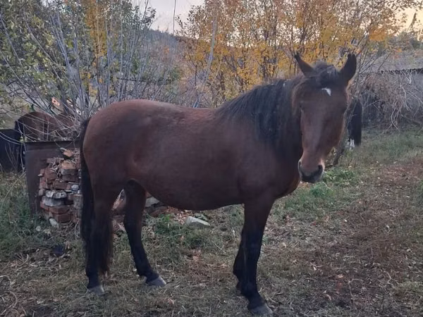 Hengst, Kazakh horse