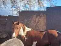 فرس, Horse breed — الصورة 2