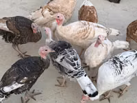 Turkeys — الصورة 3