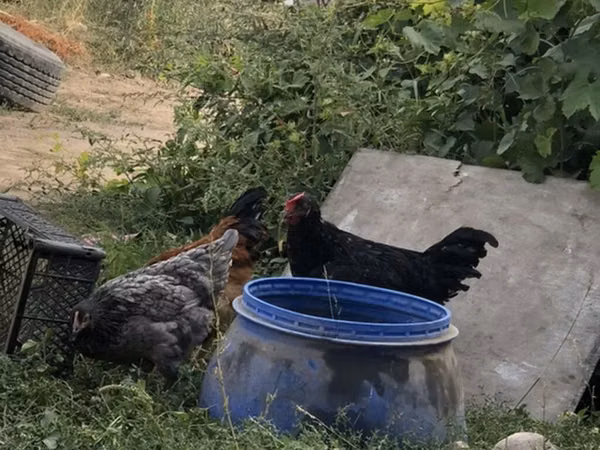Chickens — Kirgisistan