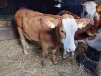 公牛, Limousin cow — 照片 6