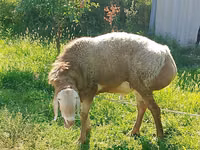 Qoʻchqor, Arashan sheep — 4-rasm