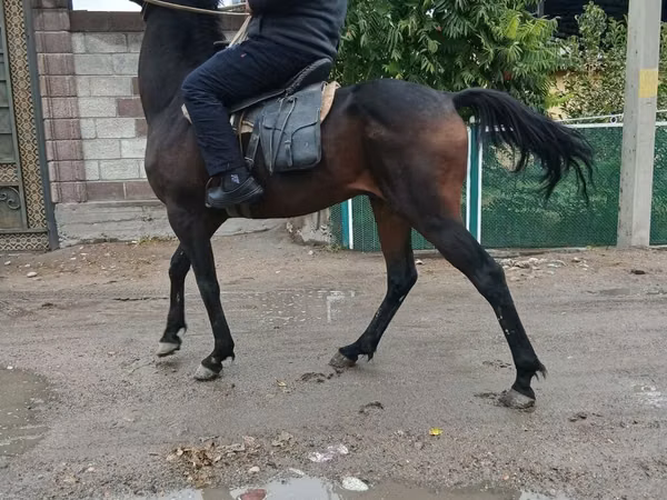 Hengst, Thoroughbred horse