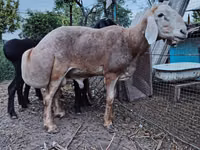 Qoʻchqor, Arashan sheep — 4-rasm