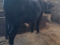 Bull, Cattle — photo 3