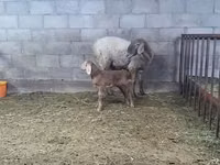 Schaf, Arashan sheep — Foto 6