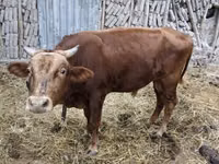Toro, Ganado vacuno — foto 3