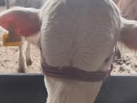 公牛, Simmental cattle — 照片 3