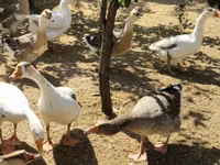 Geese — Foto 2