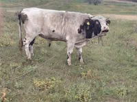 公牛, Simmental cattle — 照片 3