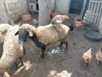 Oveja, Ovejas — foto 5