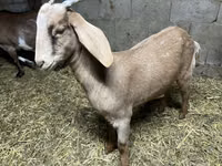 Ziege, Kamori goats — Foto 3