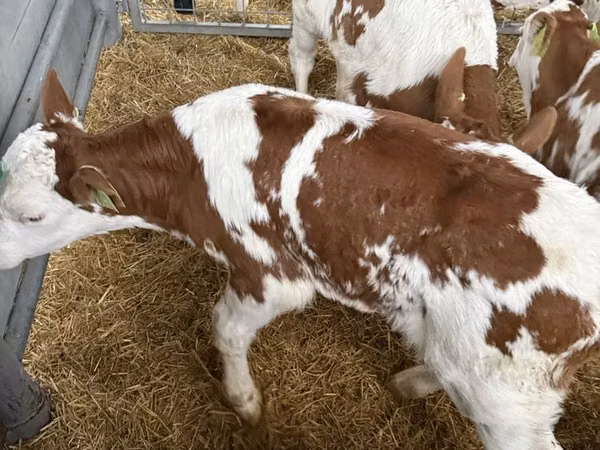 Buqa, Simmental cattle