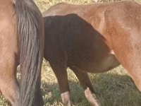 Stute, Horse breed — Foto 3