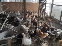 Chickens — 3-сурет