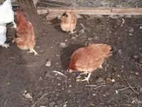 Chickens — 照片 5
