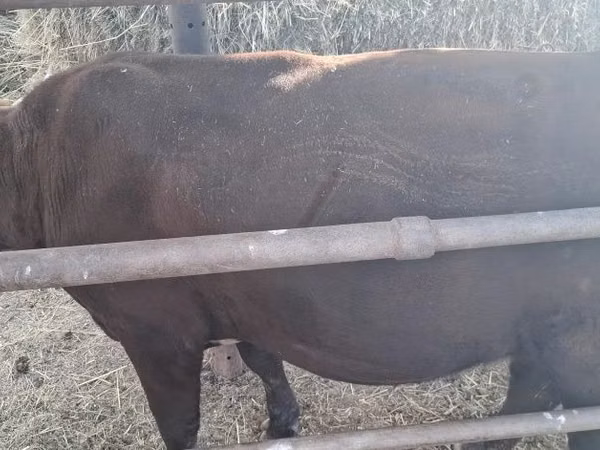 公牛, Cattle — 哈萨克斯坦