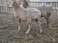 Schaf, Arashan sheep — Foto 1