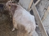 Bulle, Simmental cattle — Foto 2
