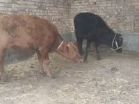 सांड, मवेशी — फ़ोटो 7