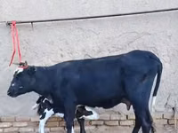 Vaca, Russian Black pied cattle — foto 4