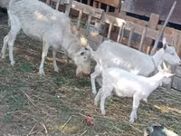 Ешкі, Dutch Landrace goats — 3-сурет