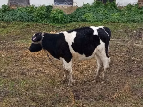 Kuh, Russian Black pied cattle