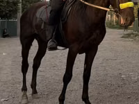 حصان, French Trotter — الصورة 2