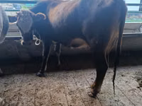 Vaca, Swiss cattle — foto 4