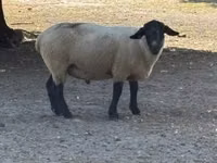Carnero, White Suffolk sheep — foto 2